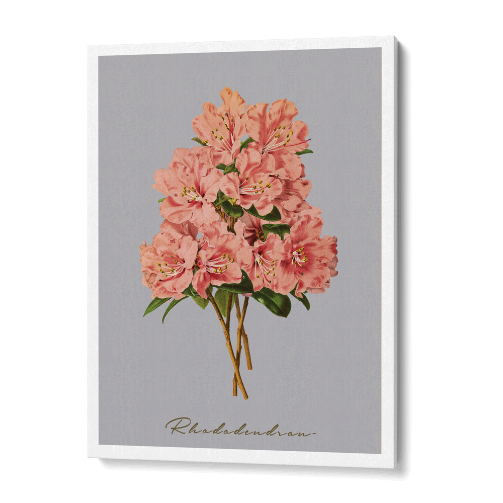 Rhododendron - Peach Nook At You Canvas Gallery Wrap