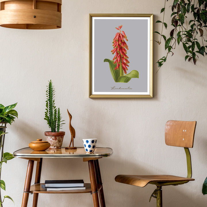 Lachenalia Nook At You  