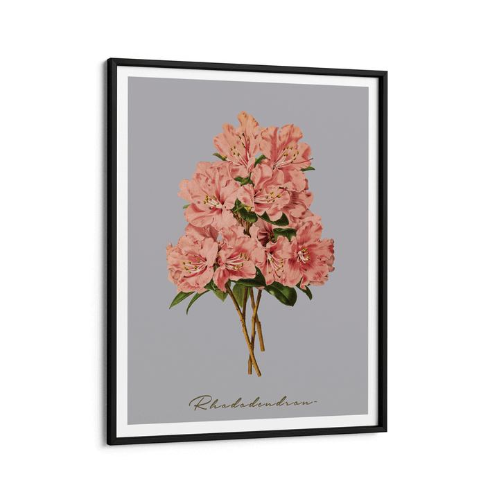 Rhododendron - Peach Nook At You Matte Paper Black Frame