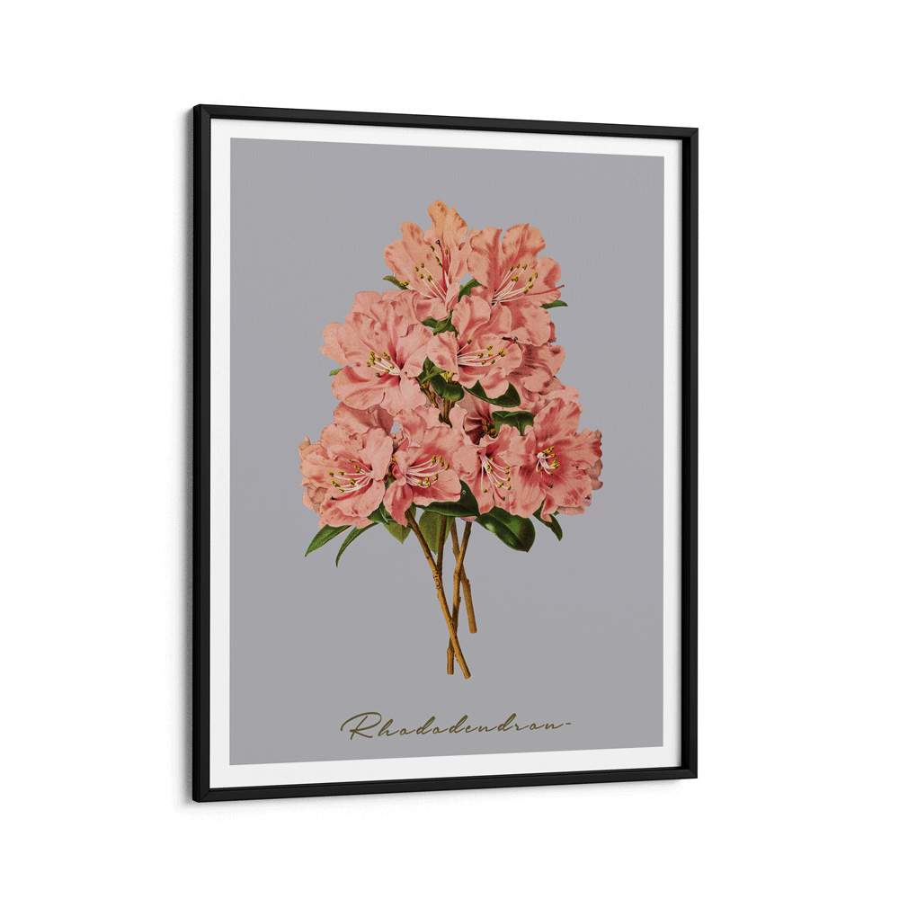 Rhododendron - Peach Nook At You Matte Paper Black Frame