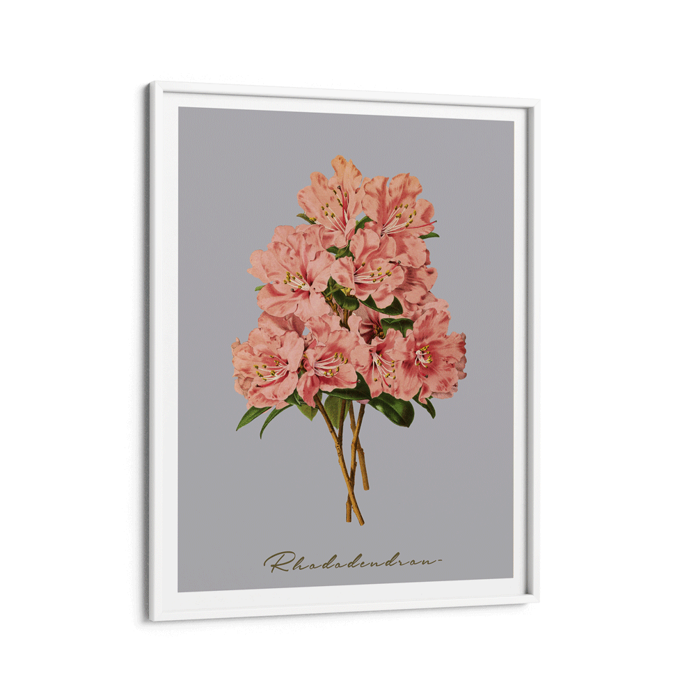 Rhododendron - Peach Nook At You Matte Paper White Frame