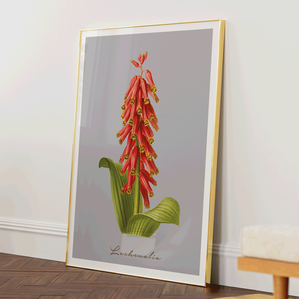 Lachenalia Nook At You Matte Paper Gold Metal Frame