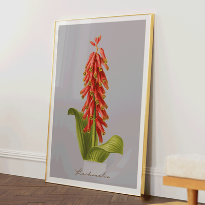 Lachenalia Nook At You Matte Paper Gold Metal Frame