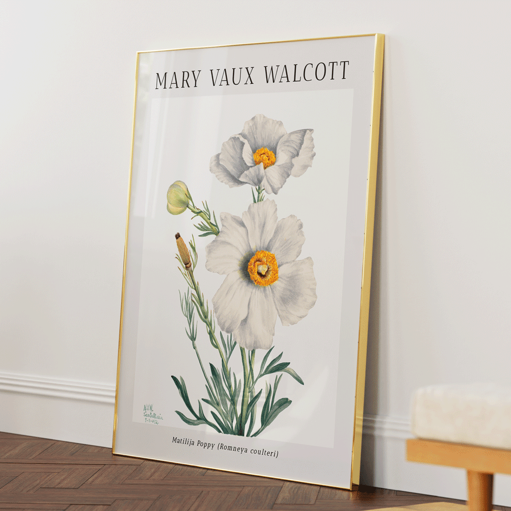 Mary Vaux Walcott - Matilija Poppy Nook At You Matte Paper Gold Metal Frame