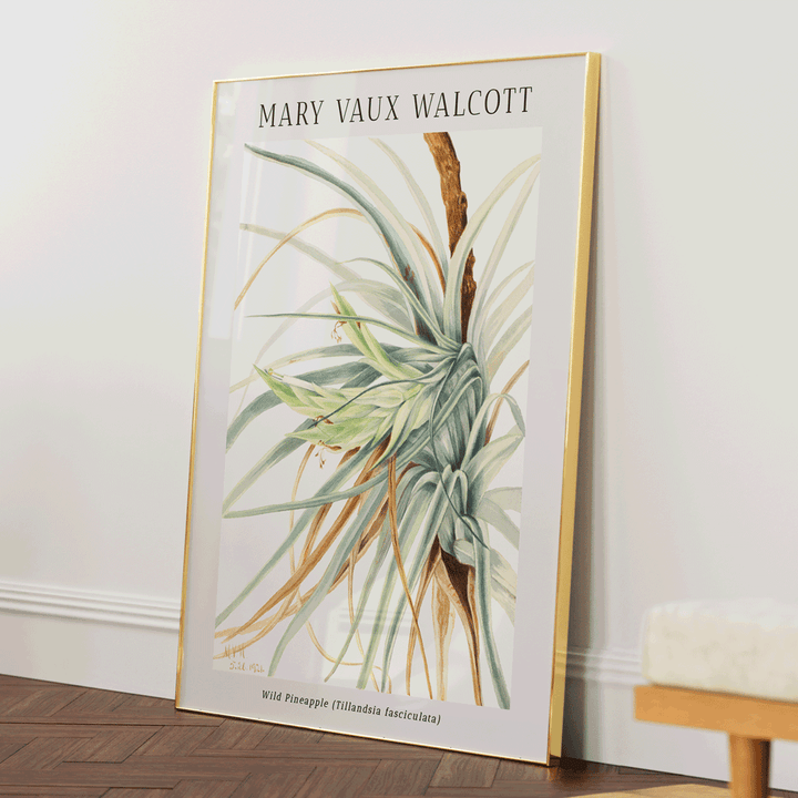 Mary Vaux Walcott - Wild Pineapple Nook At You Matte Paper Gold Metal Frame