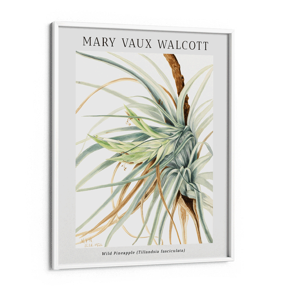 Mary Vaux Walcott - Wild Pineapple Nook At You Matte Paper White Frame