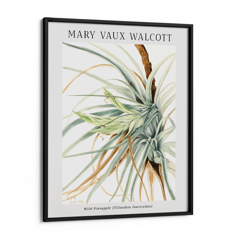 Mary Vaux Walcott - Wild Pineapple Nook At You Matte Paper Black Frame