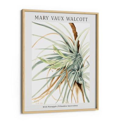 Mary Vaux Walcott - Wild Pineapple Nook At You Matte Paper Wooden Frame