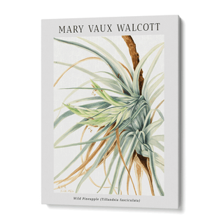 Mary Vaux Walcott - Wild Pineapple