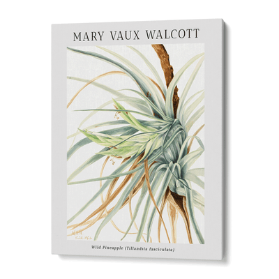 Mary Vaux Walcott - Wild Pineapple Nook At You  