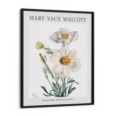 Mary Vaux Walcott - Matilija Poppy Nook At You Matte Paper Black Frame
