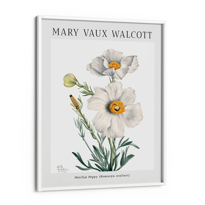 Mary Vaux Walcott - Matilija Poppy Nook At You Matte Paper White Frame