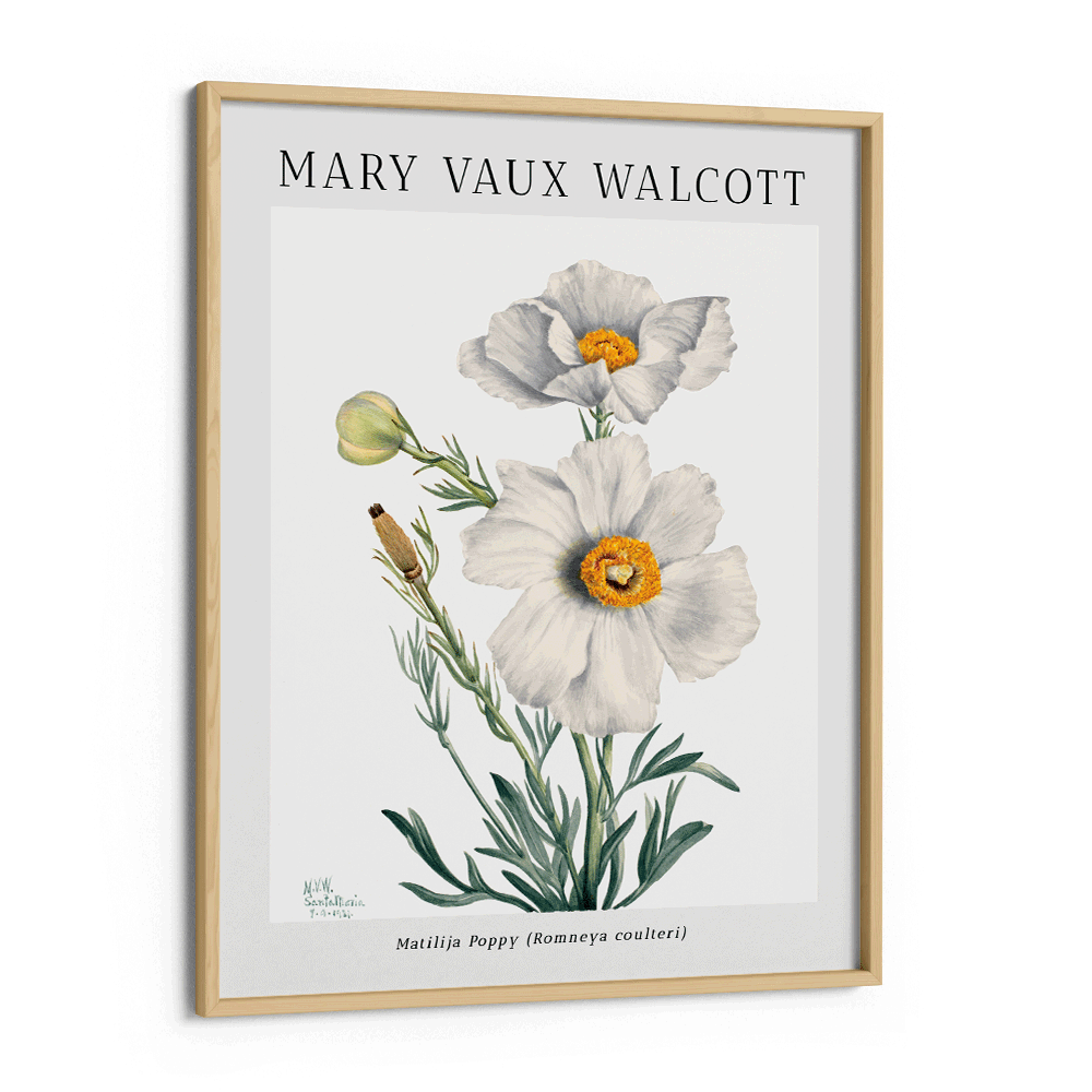 Mary Vaux Walcott - Matilija Poppy Nook At You Matte Paper Wooden Frame