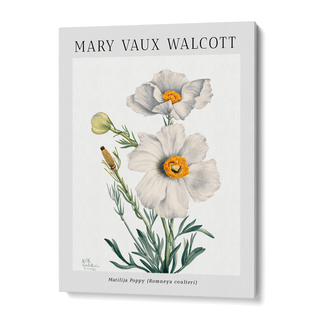 Mary Vaux Walcott - Matilija Poppy