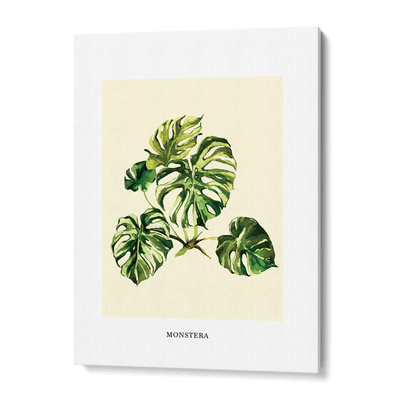 Monstera Nook At You  