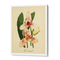 Orchids