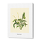 Peace Lilly