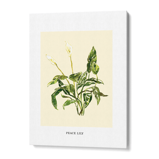 Peace Lilly