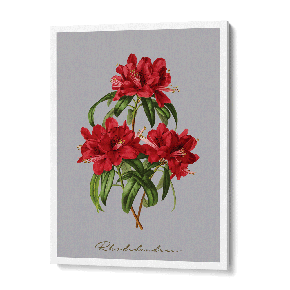 Rhododendron Nook At You Canvas Gallery Wrap