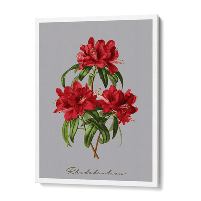 Rhododendron Nook At You Canvas Gallery Wrap