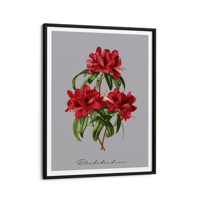 Rhododendron Nook At You Matte Paper Black Frame