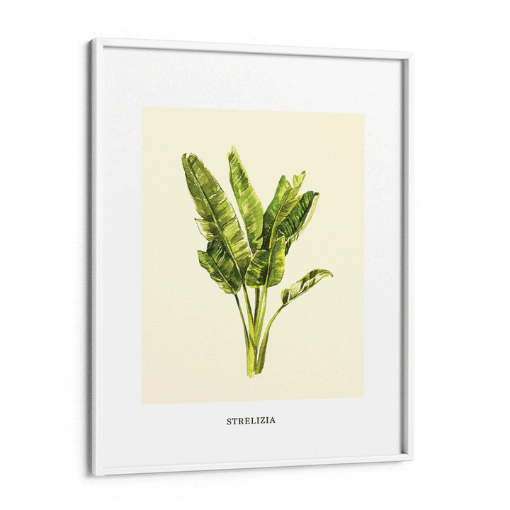 Strelizia Nook At You Matte Paper White Frame