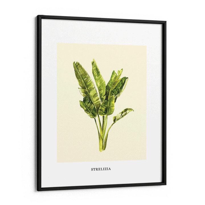 Strelizia Nook At You Matte Paper Black Frame