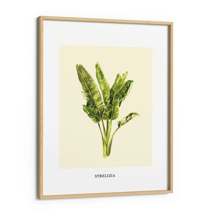 Strelizia Nook At You Matte Paper Wooden Frame
