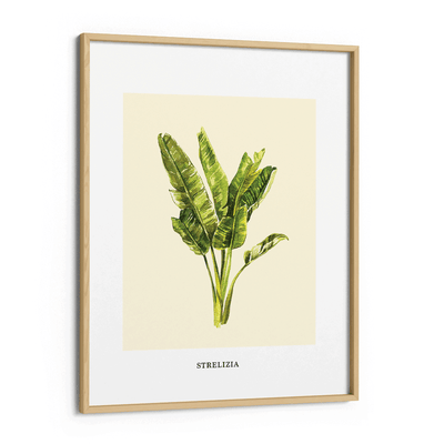 Strelizia Nook At You Matte Paper Wooden Frame