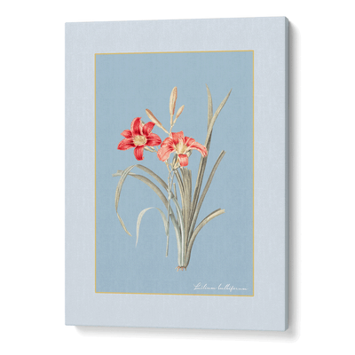 Lily Dreams - Powder Blue Nook At You Canvas Gallery Wrap