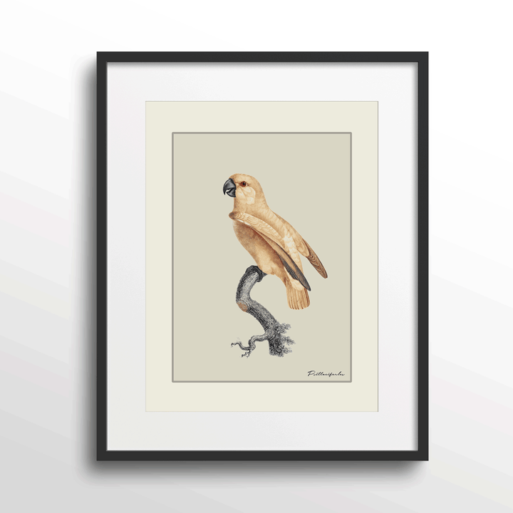 The Golden Parrot I - Beige Nook At You Matte Paper Black Frame With Mount
