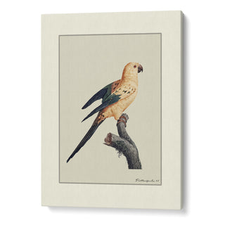 The Golden Parrot II - Beige