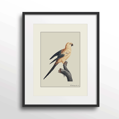 The Golden Parrot II - Beige Nook At You Matte Paper Black Frame With Mount