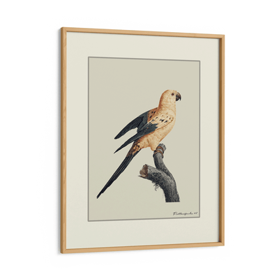 The Golden Parrot II - Beige Nook At You Matte Paper Wooden Frame
