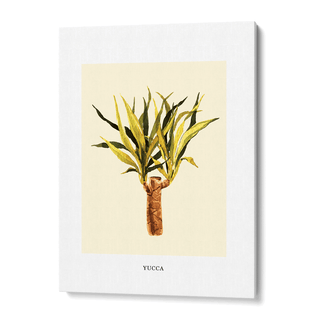 Yucca
