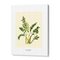 ZZ Plant